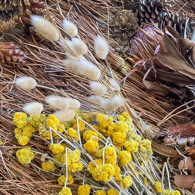 Well-Being Sanctuary Protea-Heart Sun Well-Being Sanctuary Protea-Heart Sun