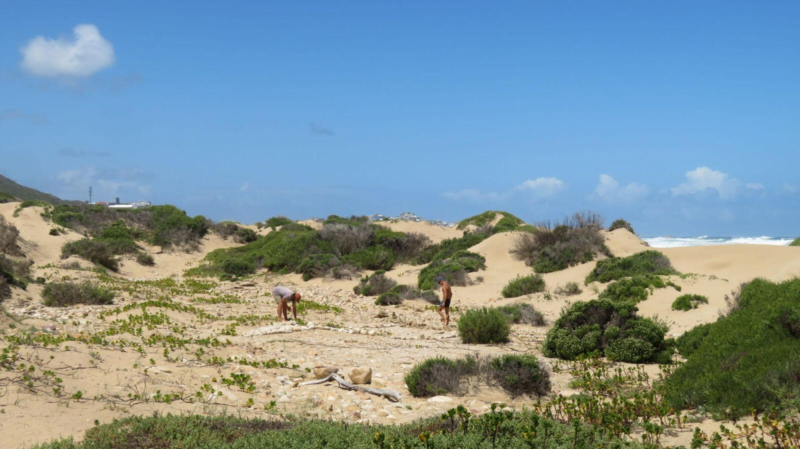 Buffelsbaai Whale iunearthed Land Art Collective